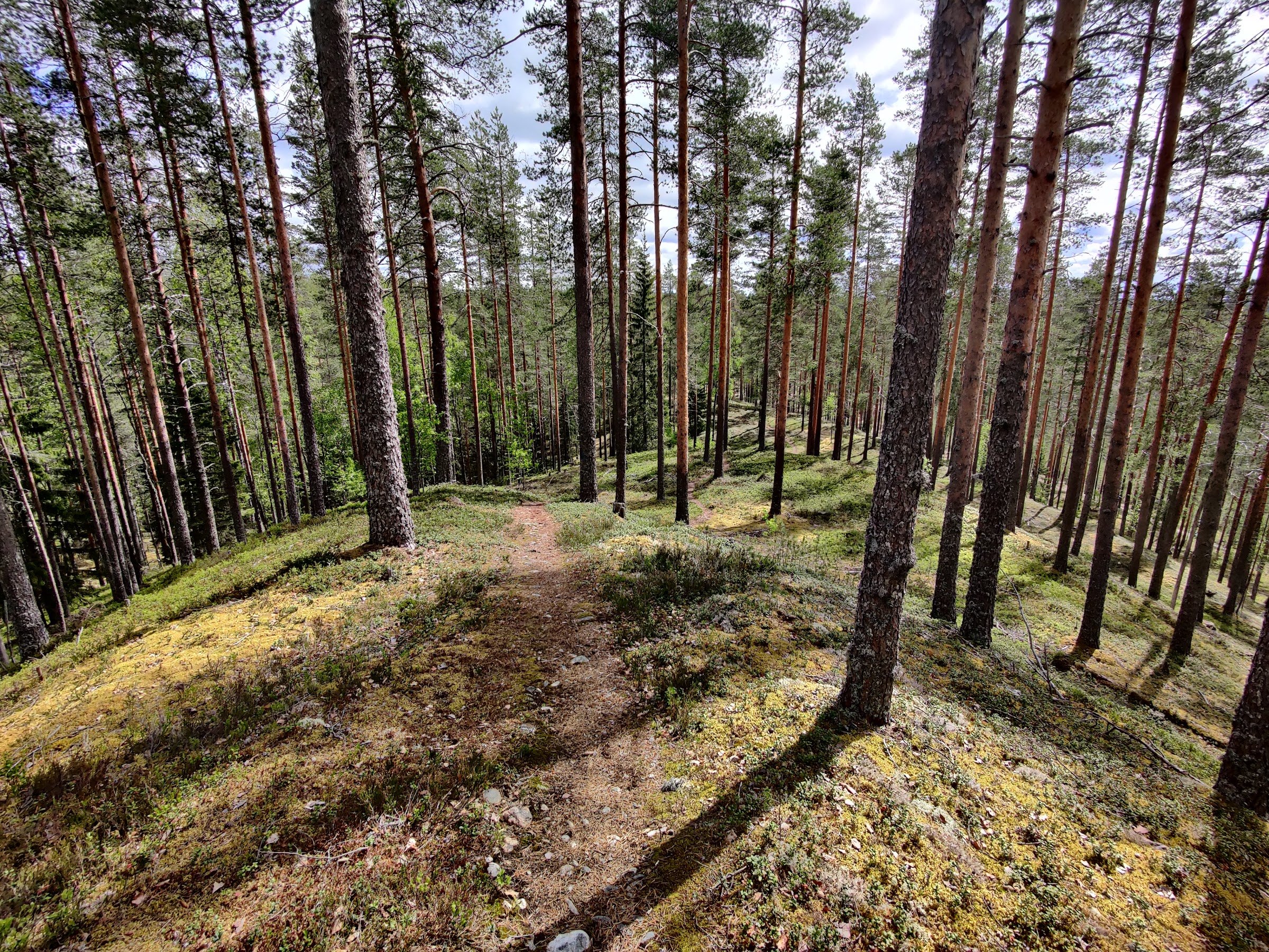 Hut of Linnanharju Nature Trail (Linnanharjun metsäpolku laavu)